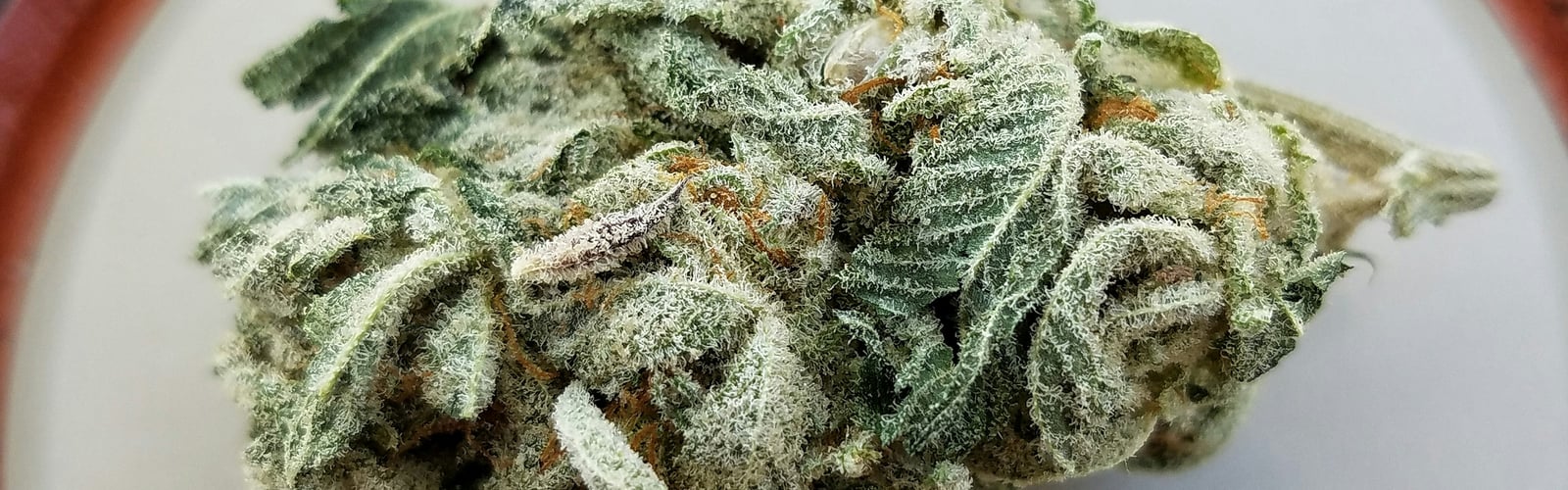 Cannabis Bl&uuml;te liegt auf dem Tisch